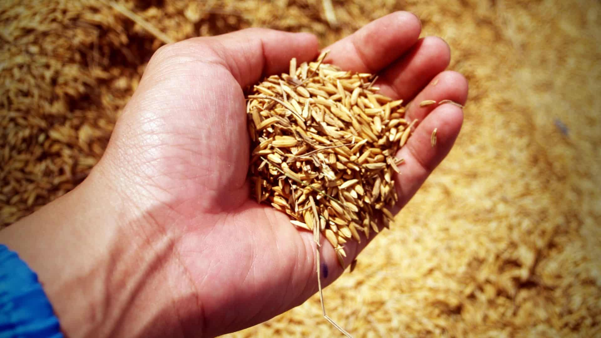 Une main tient des céréales, dont du blé